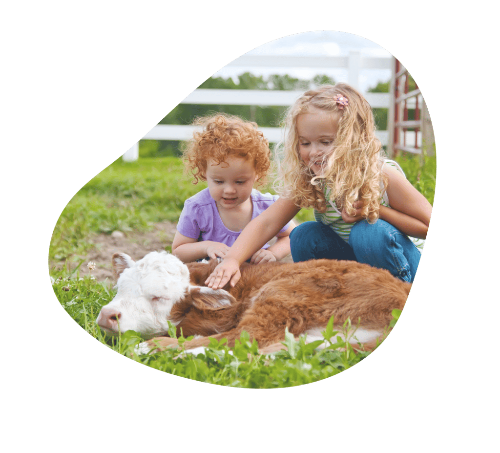 Two little girls petting a cow-calf